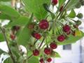 معرفی و راهنمای پرورش درختان میوه - کاپسیکوم رومبودیوم